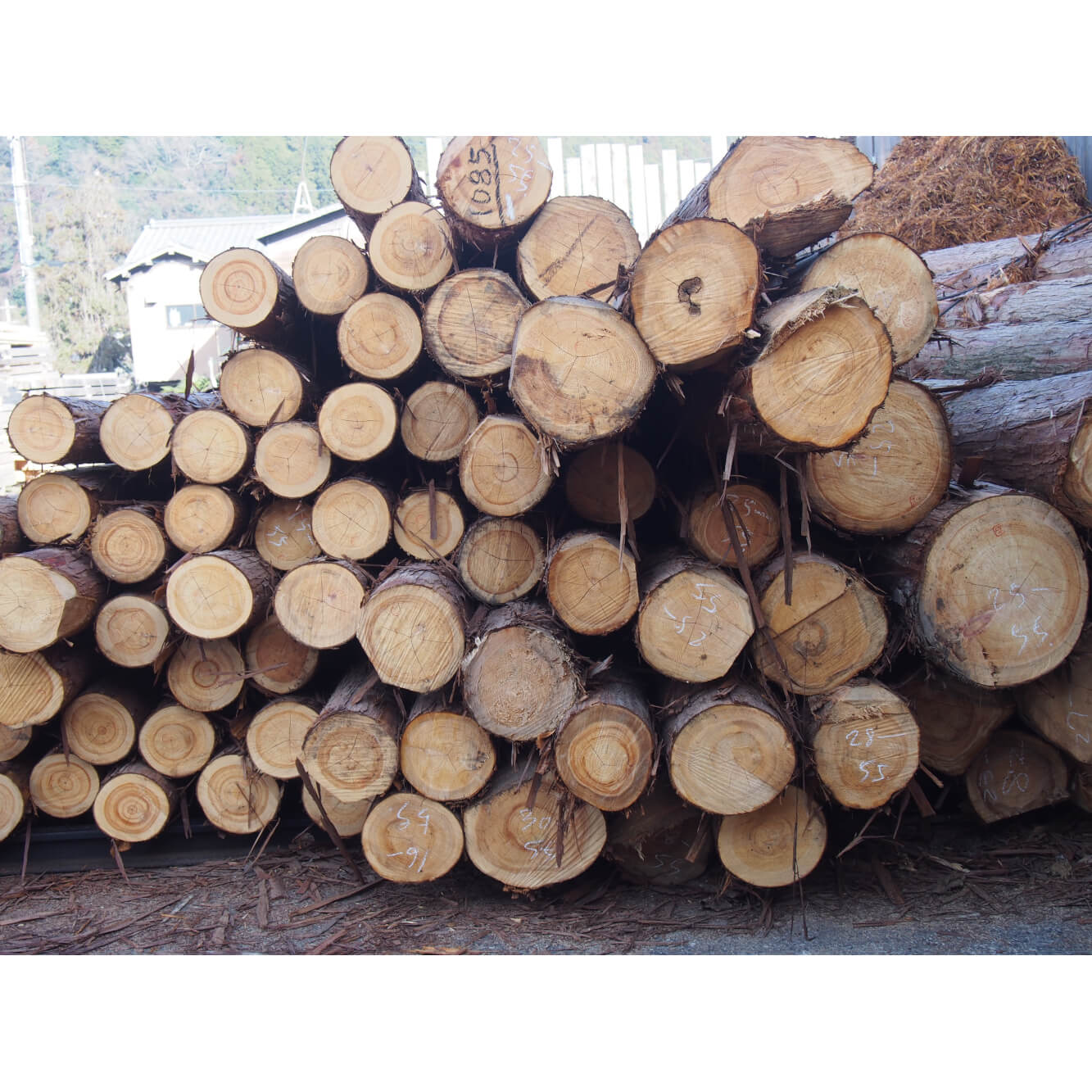 ����ή���ҤΤ��ܥǥ��������ף��ܥ��åȡڵ���ӥ��������ӥ塼�����ۡʥ��ե��б��ġ�