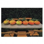 ART UNLIMITED �ڥϥ��������  ���꡼�ƥ��� �ݥ��ȥ����� �ʤ��ܤ���ߥơ��֥��