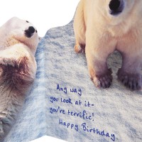 ポータル 【誕生日】 ジグザグ折り グリーティングカード （シロクマ）
