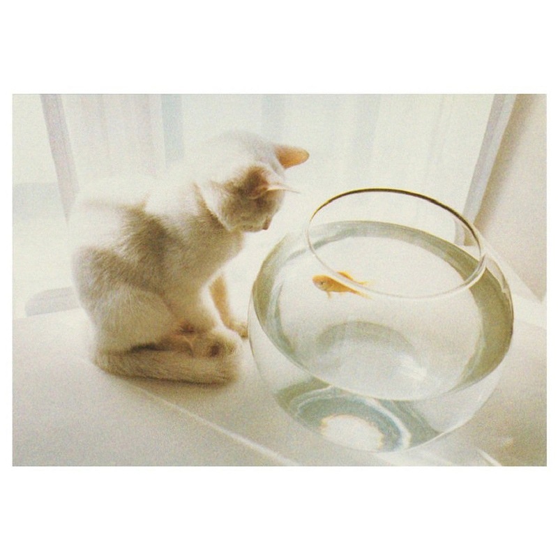 【30%OFF】ART UNLIMITED ポストカード 【猫×金魚】