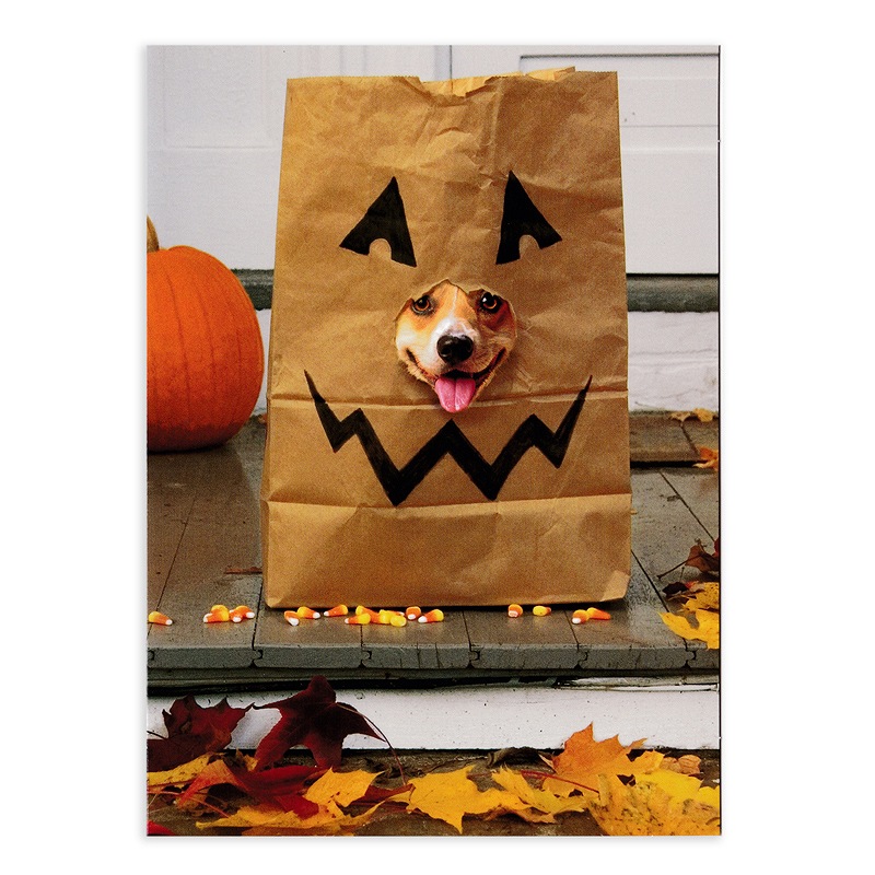 AVANTI PRESS ����ޤ� �ϥ������� ���꡼�ƥ��󥰥����ɡ��ʥ��������ߥȥ꡼�ȥХå��� 15718