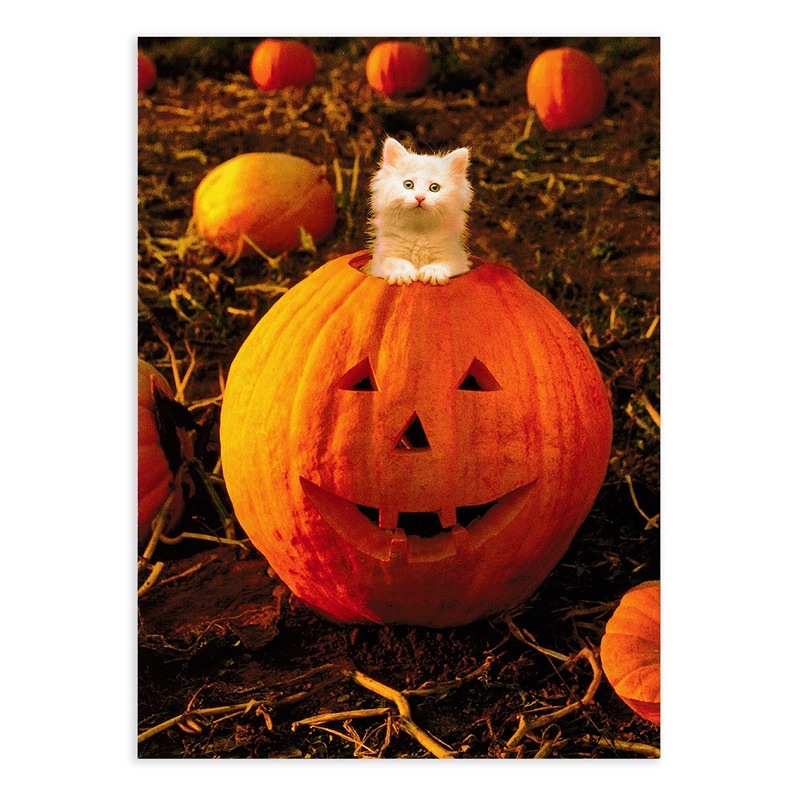 AVANTI PRESS 二つ折り ハロウィン グリーティングカード　（子猫と大きなカボチャ）