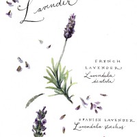 LARKSPUR GRAPHICS グリーティング ノートカード （ラベンダー）|多目的|グリーティングカード