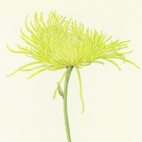 LARKSPUR GRAPHICS グリーティング ノートカード （菊の花）