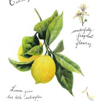 LARKSPUR GRAPHICS グリーティング ノートカード （レモン）|多目的|グリーティングカード