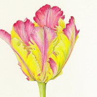LARKSPUR GRAPHICS グリーティング ノートカード （ピンクのチューリップ）|多目的|グリーティングカード