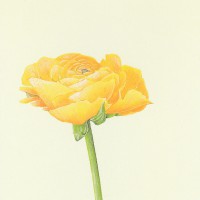 LARKSPUR GRAPHICS グリーティング ノートカード （ラナンキュラス ）|多目的|グリーティングカード