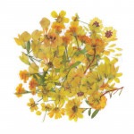 フレークシール セット スクラップ素材 （黄色の花たち） PET素材|フレークシール|ラッピング | 手芸用品