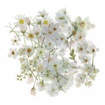 フレークシール セット スクラップ素材 （白色の花たち） PET素材|フレークシール|ラッピング | 手芸用品