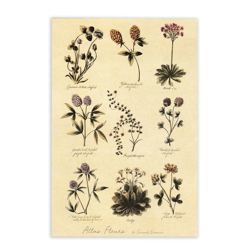 ����󥷥�ޥ� �ݥ��ȥ����� ���ȥ饹�ե롼�� ���͡������� �ѥ�����A�� le grand chemin