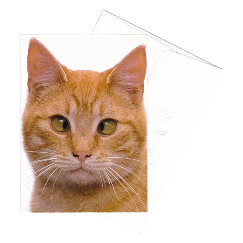 【35%OFF】ポータル アニマル グリーティングカード 封筒付き Cross Eye Cat