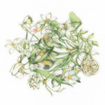 フレークシール セット スクラップ素材 一輪の花シリーズ （ホワイト） PET素材