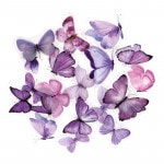 �ե졼�������� ���å� ������å��Ǻ� �����䤫��ĳ���꡼�� �ʥѡ��ץ�� PET�Ǻ�