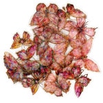 �󲡤��ù������롡�Х��ե饤���꡼�����֡�20�祻�åȡ�PET�Ǻ�