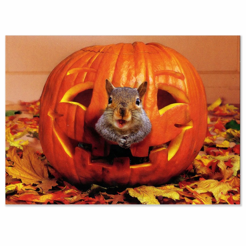 AVANTI PRESS 二つ折り ハロウィン グリーティングカード　（かぼちゃとリス）