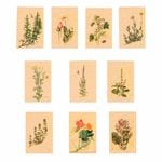  ϡ֡ʪ 10祻å  ʥȥꥢ