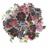 ե졼 å åǺ ȥե꡼ ʥ PETǺ