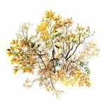 ե졼 å åǺ ե꡼ ʥ PETǺ