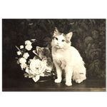 ���鯤�ǭ �ݥ��ȥ�����