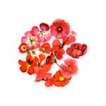 �ե졼�������� ���å� ������å��Ǻ� (�֤��֡ߥܥȥ�� PET�Ǻ�