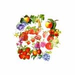 �ե졼�������� ���å� ������å��Ǻ� (�ե롼�ġߥܥȥ�� PET�Ǻ�