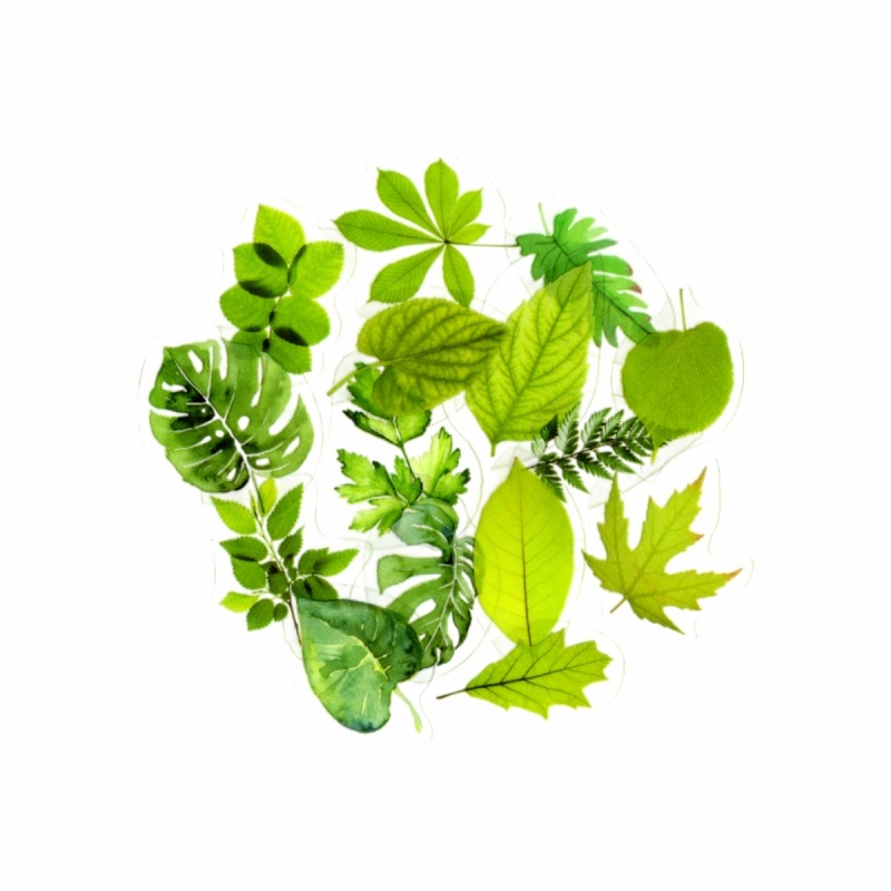 �ե졼�������� ���å� ������å��Ǻ� (��ʪ�ߥܥȥ�� PET�Ǻ�