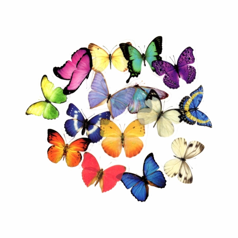 �ե졼�������� ���å� ������å��Ǻ� (ĳ�ߥܥȥ�� PET�Ǻ�