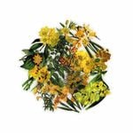 �ե졼�������� ���å� ������å��Ǻ� (��ʪ���붭���꡼���ߥ��������� PET�Ǻ�