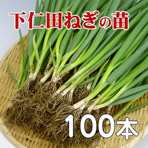 下仁田ねぎ苗(下仁田ネギの苗)[100本]【配送希望日指定無効】-こんにゃくと下仁田ねぎのぜいたく庵（本店）