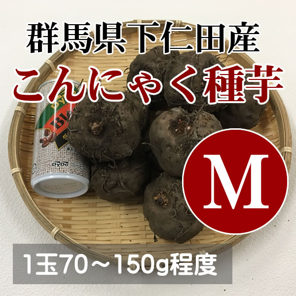 こんにゃく種芋[M][10個](配送希望日指定無効)【Z】 | こんにゃく作り