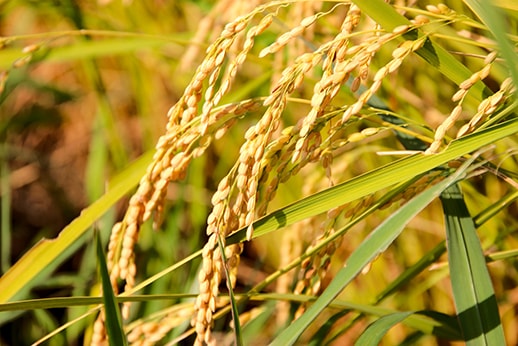 新米入荷！【10％OFF】暮らしの応援特価！然の膳米（令和7年産） 5kg