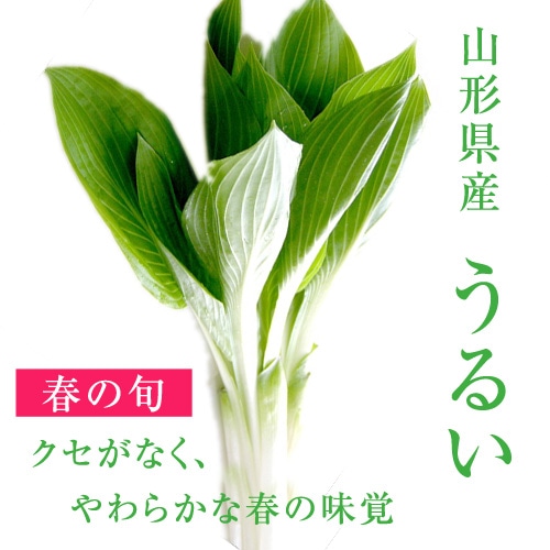 3月中旬～】ハウス栽培「うるい」3P の通販｜「tuchinokoe