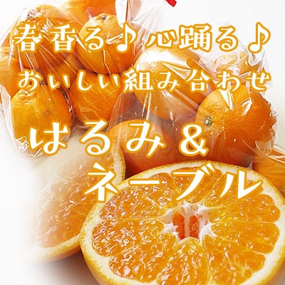2月下旬の柑橘】「はるみ＆ネーブル」各2㎏計4kg入り の通販