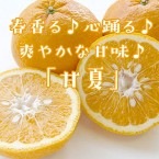 ��3����ܡ��δ��̡� �ִŲơ����ޤʤġ�3�����塦1kg