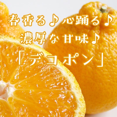 柑橘(みかん・デコポンなど)コメント用 2月下旬の柑橘】「デコポン」 の通販｜「tuchinokoe」おすすめの