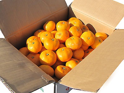 ǯǯϤˡ12/27в١۰¿ߤ5kgʰɲ̵㡹