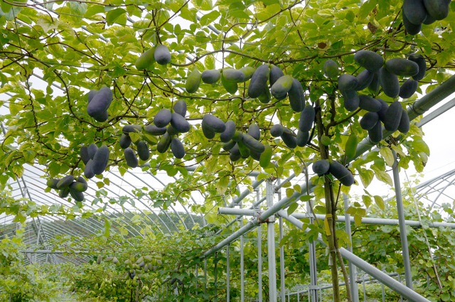 ��09����ܡۻ���ī��Į�û������񤢤��ӡ�8-12��