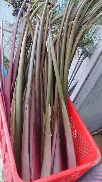 2024ǯ12ܡ۰򤬤顦ּ1P/50硡