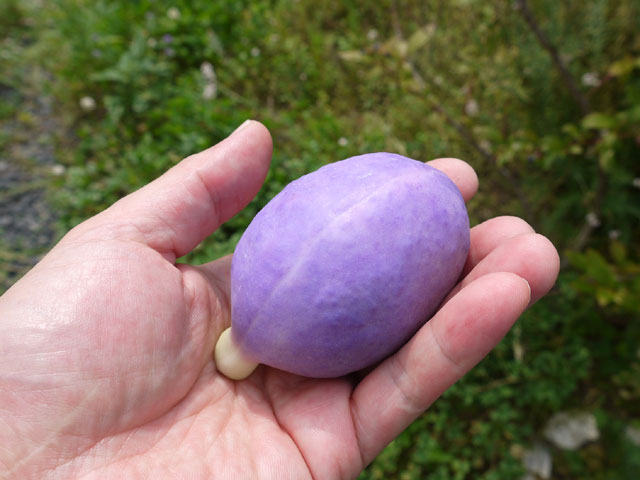 ��09����ܡۻ���ī��Į�û������񤢤��ӡ�8-12��