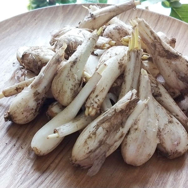 2025ǯߤȤʤޤ6ͭä礦1kgͭJAS̵縩