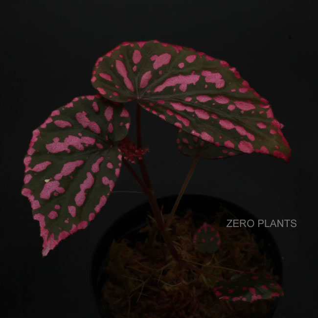 ひでぼの Begonia nahangensis ベゴニア 中サイズ4 ひでぼの様専用