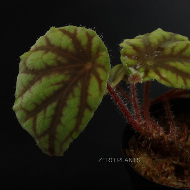 専用！Begonia Celata 原種ベゴニア　セラータ 専用！Begonia Celata 原種ベゴニア セラータ Begonia Celata 原種