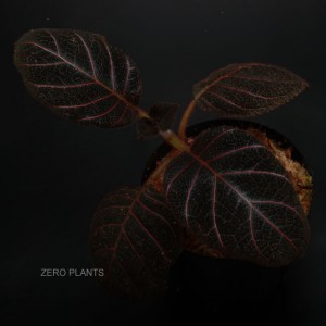 Pearcea hypocyrtiflora��[ �ڥ��륱�����ҥݥ���ƥ��ե����� ]���� PN180312-28 ��