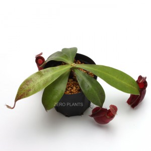 Nepenthes mirabilis var. globosa �� ampullaria 