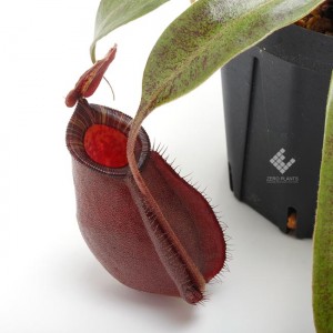 Nepenthes hookeriana 