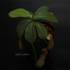 Nepenthes northiana��[ �ͥڥ�ƥ����Ρ������� ]���� PN180401-13 ��