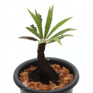 Blechnum obtusatum var. obtusatum | ブレクナム・オブツサタム var