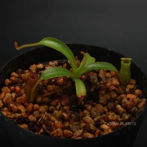 Nepenthes x trusmadiensis��[ �ͥڥ�ƥ����ȥ饹�ޥǥ����󥷥� ]���� PN180401-16 ��