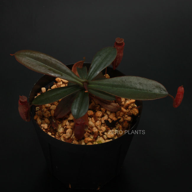 Nepenthes vieillardii [ ネペンテス・ヴィエイラルディ ] 【 PN180401