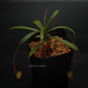 Nepenthes tenuis 